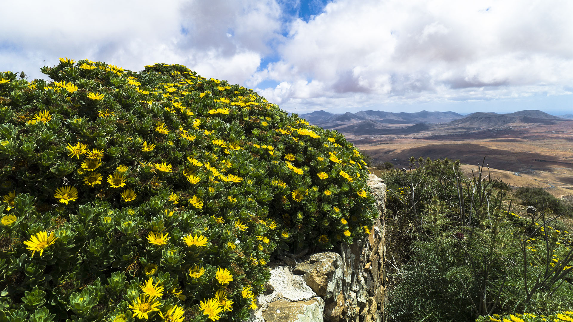 Termophyle Zone – Magarita famara – Argyranthemum maderense.