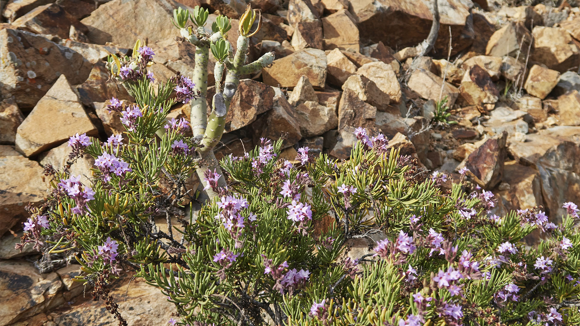 Flora der Termophyle auf Fuerteventura.