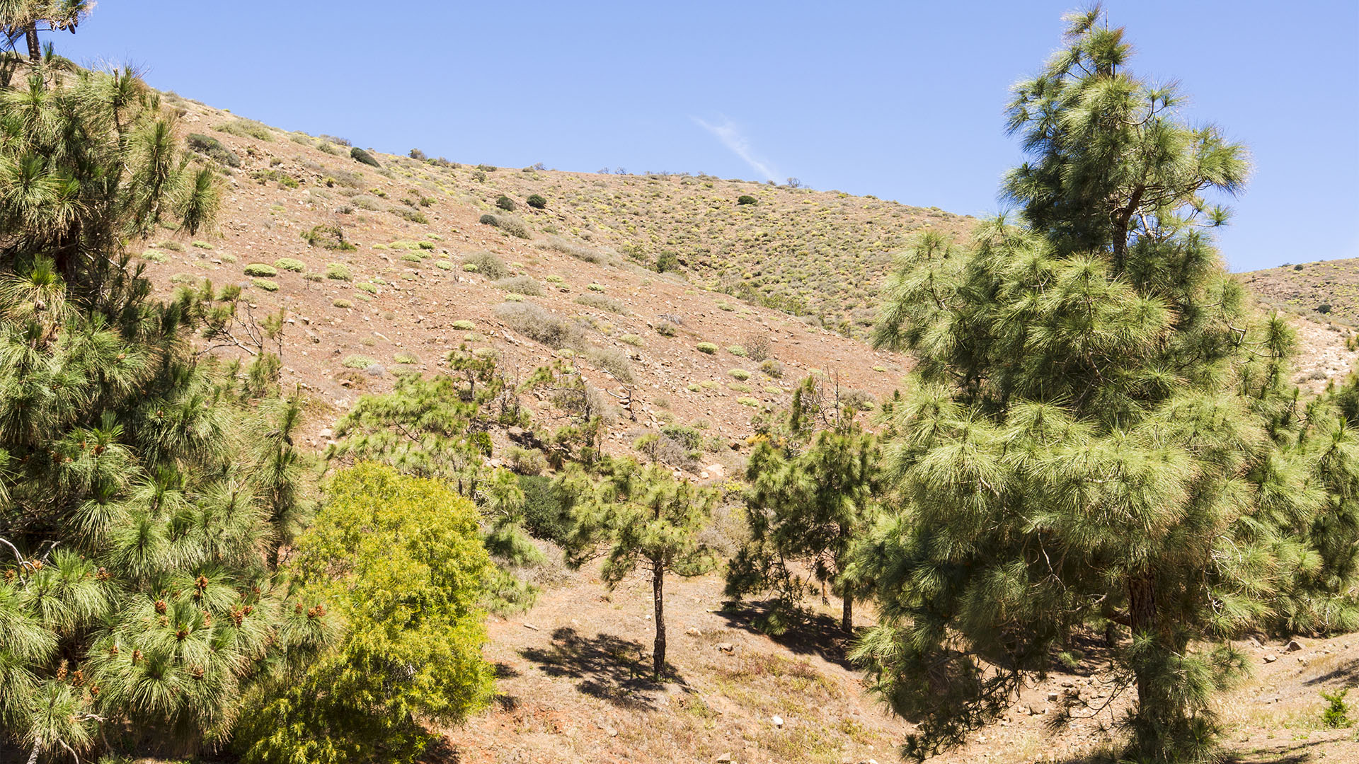 Zone Montano seco – kanarische Kiefer.