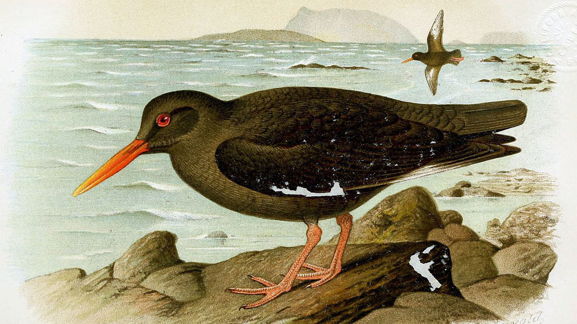 Vogelwelt von Fuerteventura – Kanaren-Austernfischer – Haematopus meadewaldoi.
