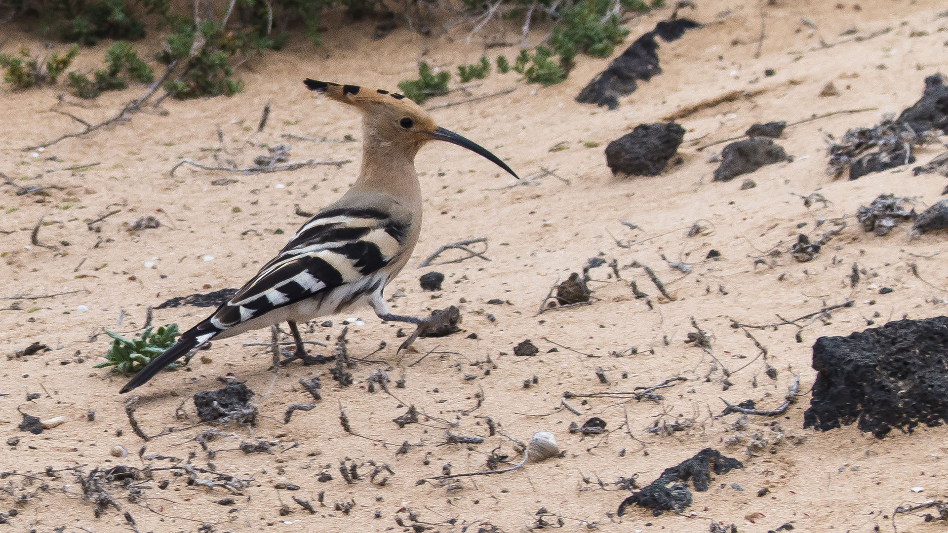 Vogelwelt von Fuerteventura – Wiedehopf – Upupa epops.