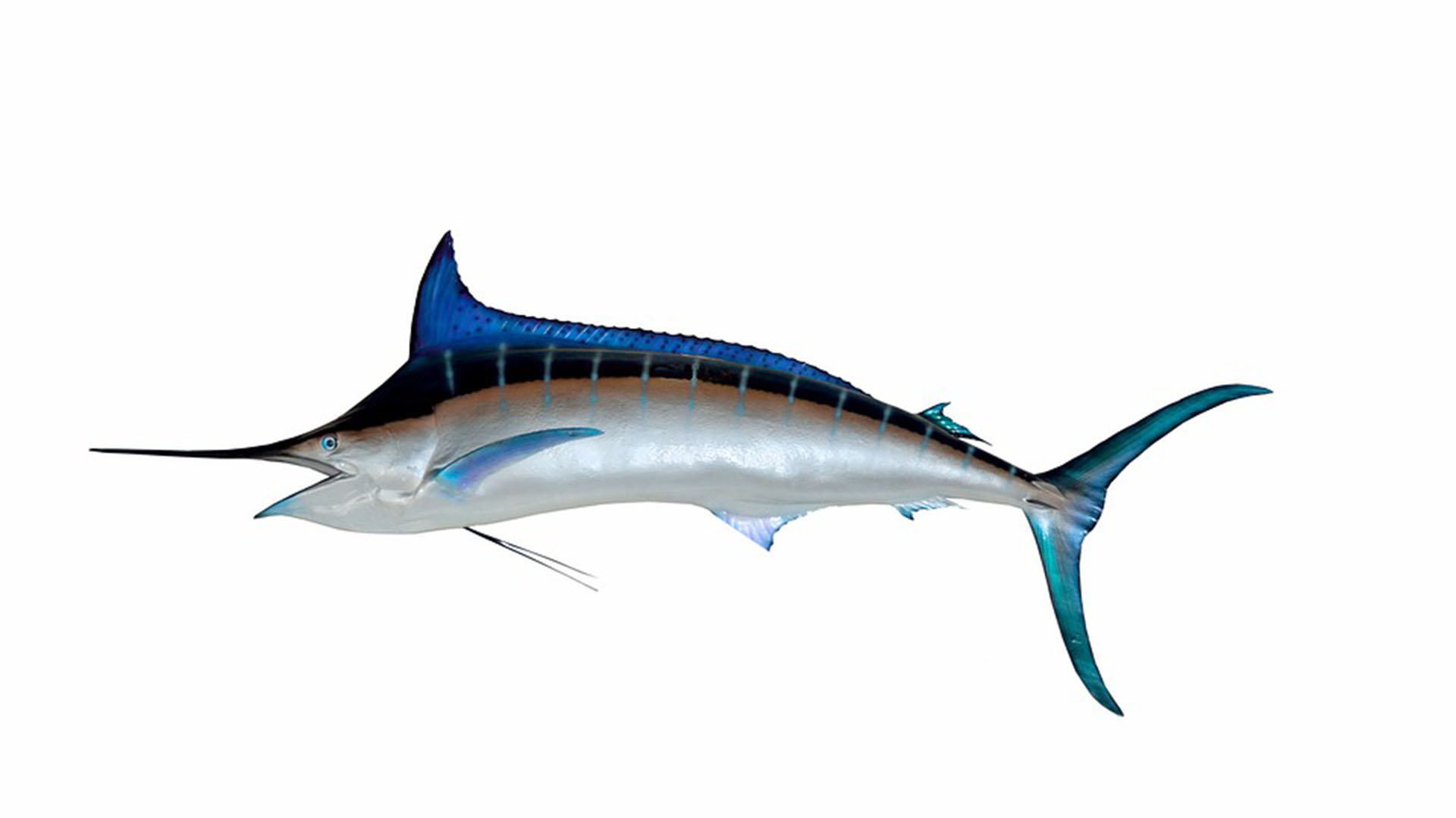 Meeresbewohner von Fuerteventura – Blauer Marlin – Makaira nigricans.