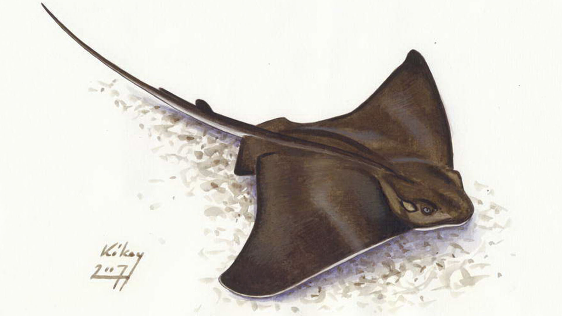 Meeresbewohner von Fuerteventura – Gewöhnliche Adlerrochen (Myliobatis aquila).