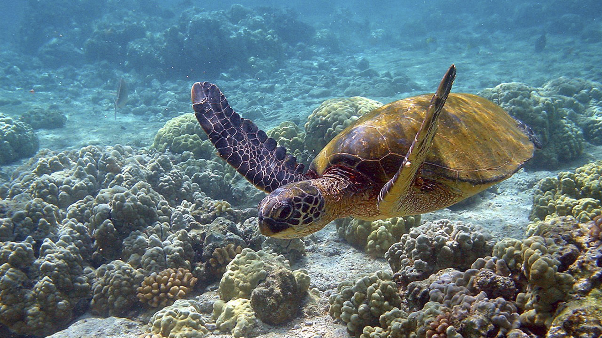 Meeresbewohner von Fuerteventura – Unechte Karettenschildkröte – Caretta caretta.
