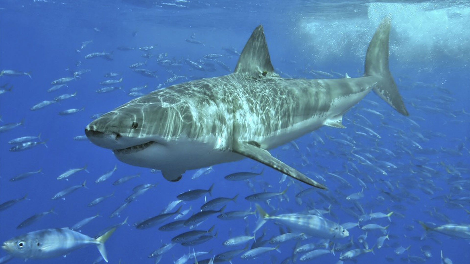 Meeresbewohner von Fuerteventura – Weiße Hai – Carcharodon carcharias – Makrelenhai – Marrajo.