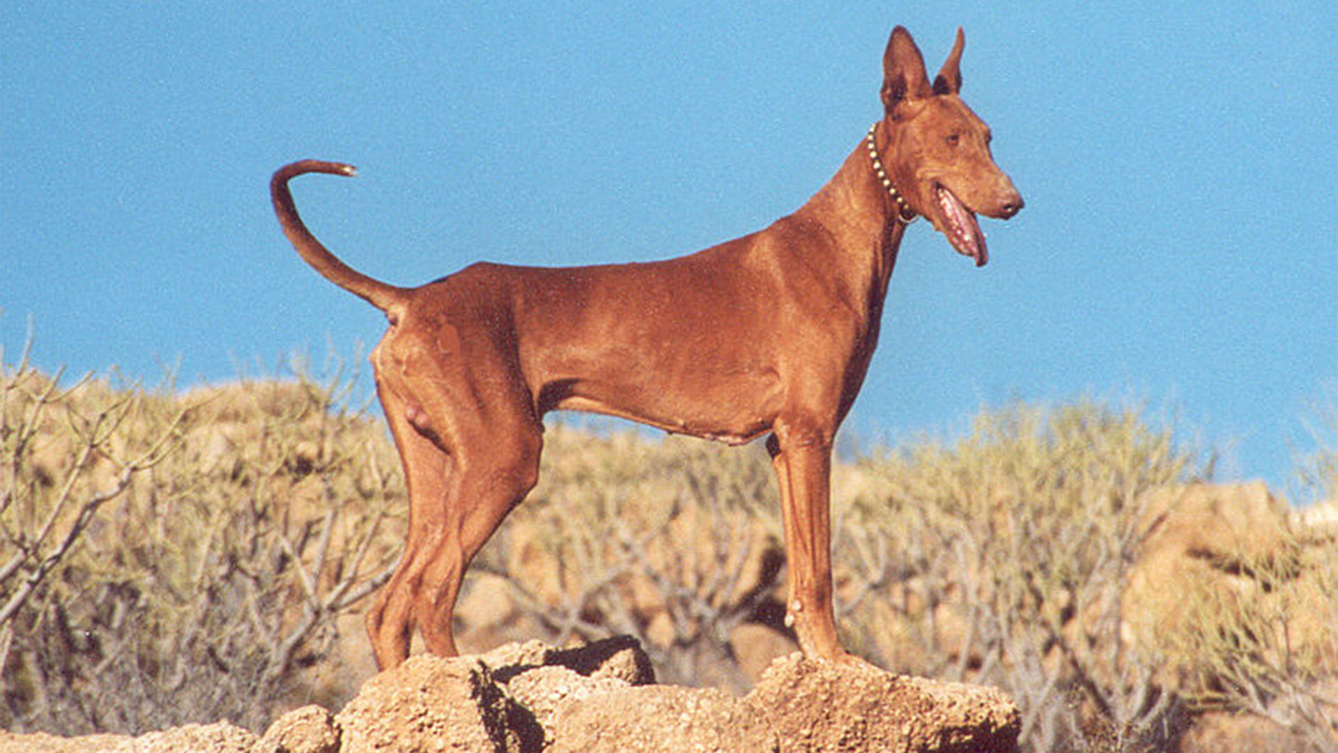 Der nordafrikanische Podenco canario – Jagdhund auf Kaninchen
