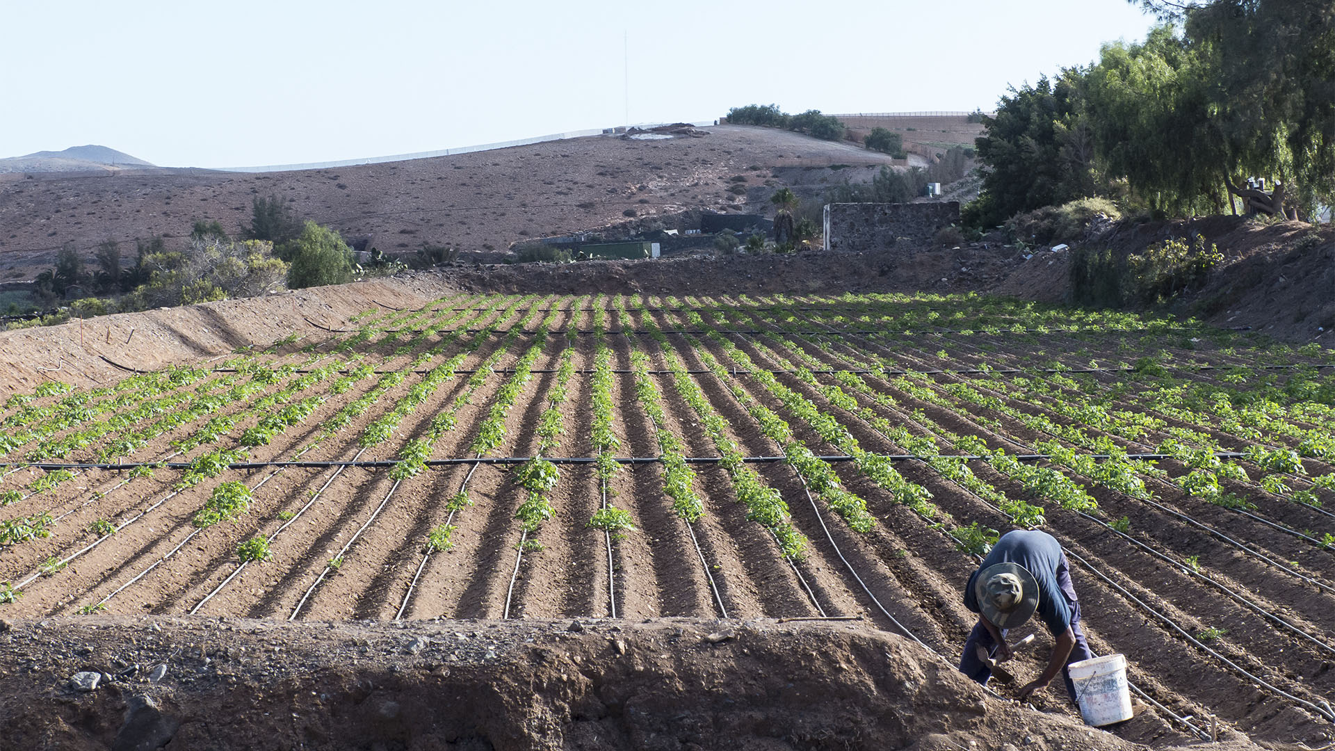 Landwirtschaft auf Fuerteventura – Trockenlandbau mit ausgeklügelten Gavias, Wasserspeicher, Kanälen.