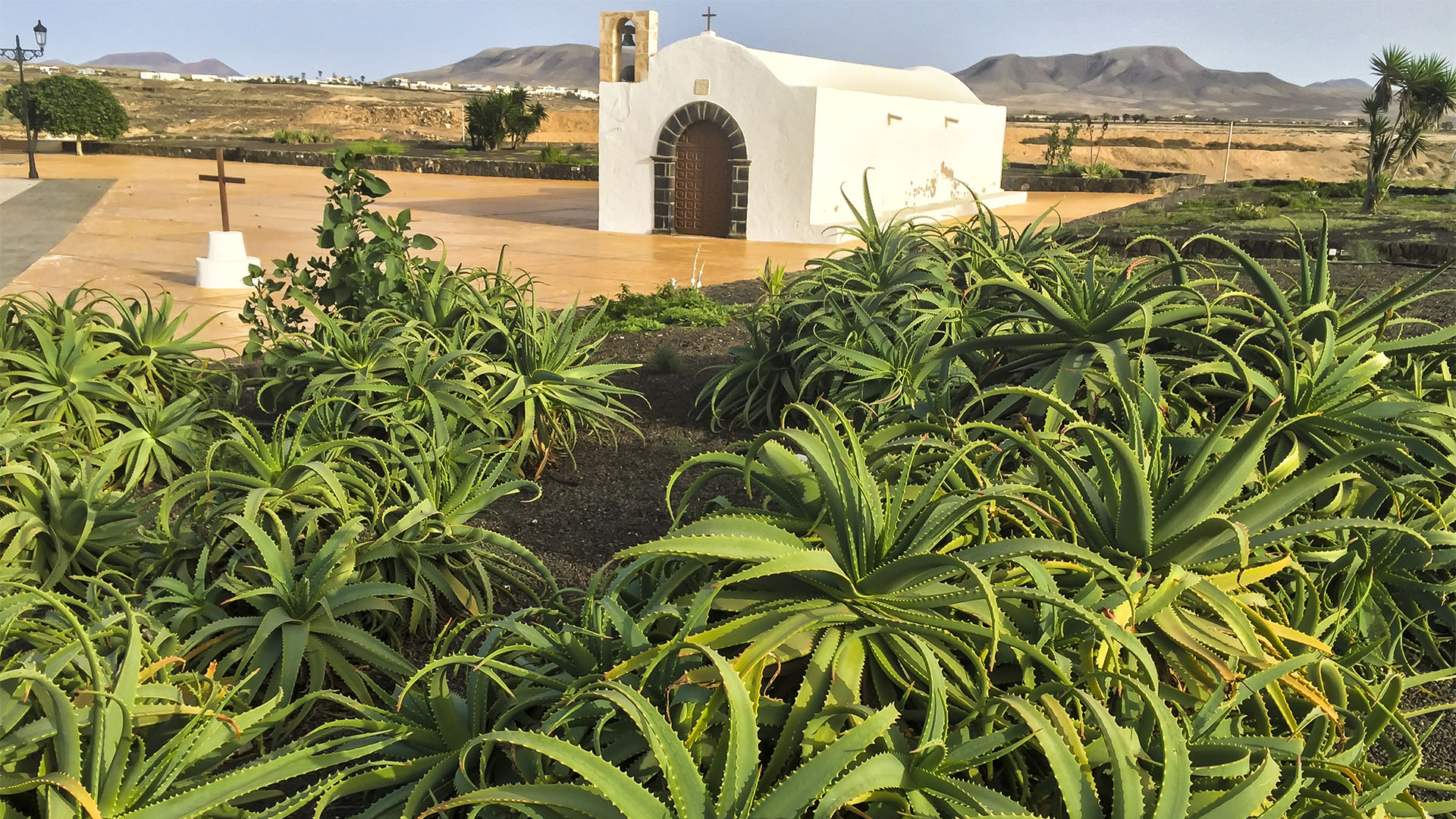 Aloe vera auf Fuerteventura.