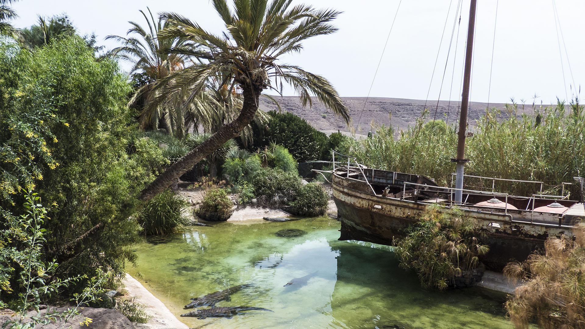 Freizeitparks Fuerteventura: Der Oasis Park in La Lajita – Tier- und Pflanzenwelt.