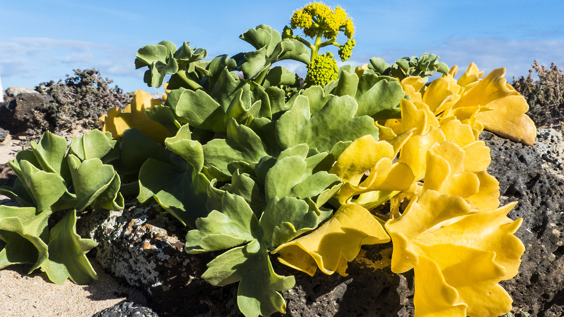 Frühling auf Fuerteventura – die Insel erblüht.