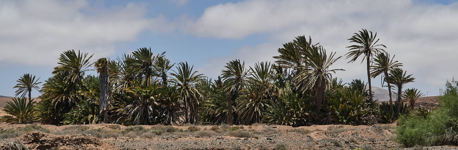 Der Barranco de la Torre nahe Salinas del Carmen Fuerteventura.