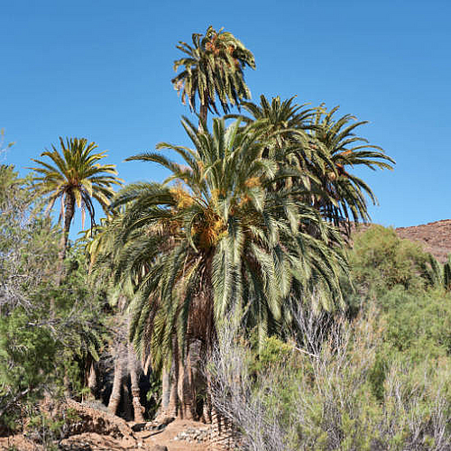 Einsame Palmenoase – Madre del Agua.