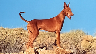 Podenco Canario – Jagdsaison auf Fuerteventura.