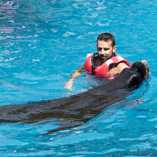 Mit Seelöwen schwimmen + Dromedare reiten.