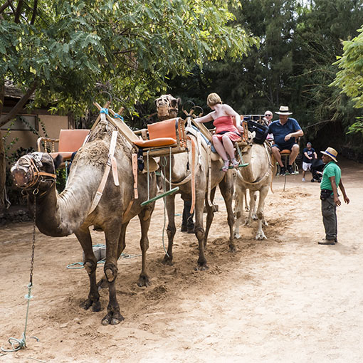 Oasis Park La Lajita – langer Kamelausritt mit tollen Küstenblicken.