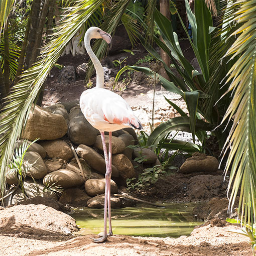 Oasis Park La Lajita Fuerteventura.