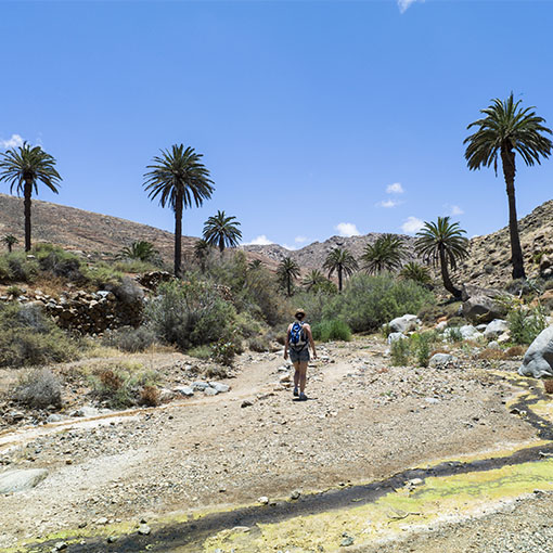 Wandern Vega de Río Palmas Fuerteventura.