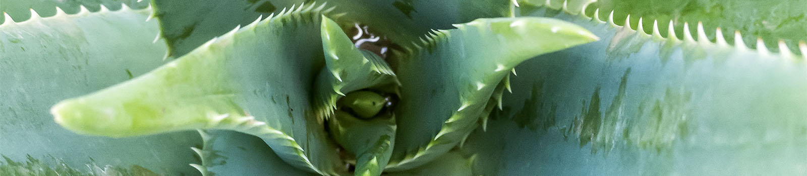 Aloe vera Fuerteventura.