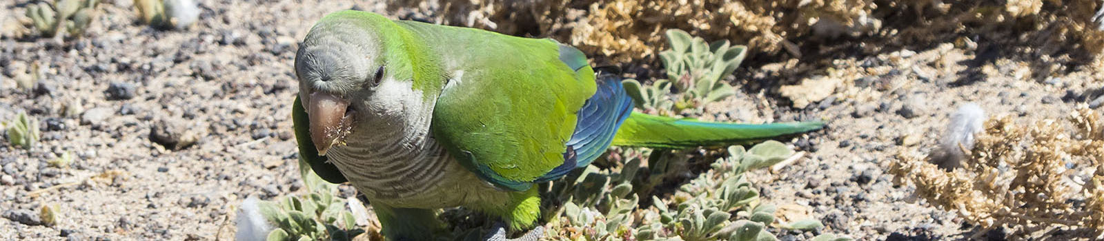 Birdwatching auf Fuerteventura.