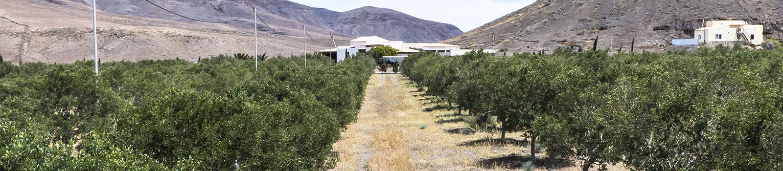 Die Oliven Plantage Aurora Verde in Pozo Negro Fuerteventura.