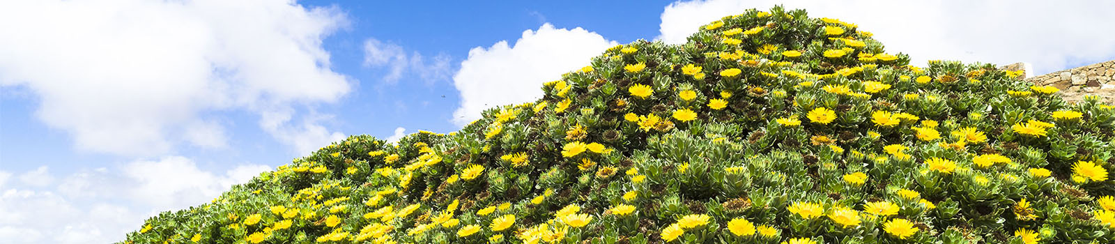 Die Magarita famara in feuchte Höhenlagen von Fuerteventura.