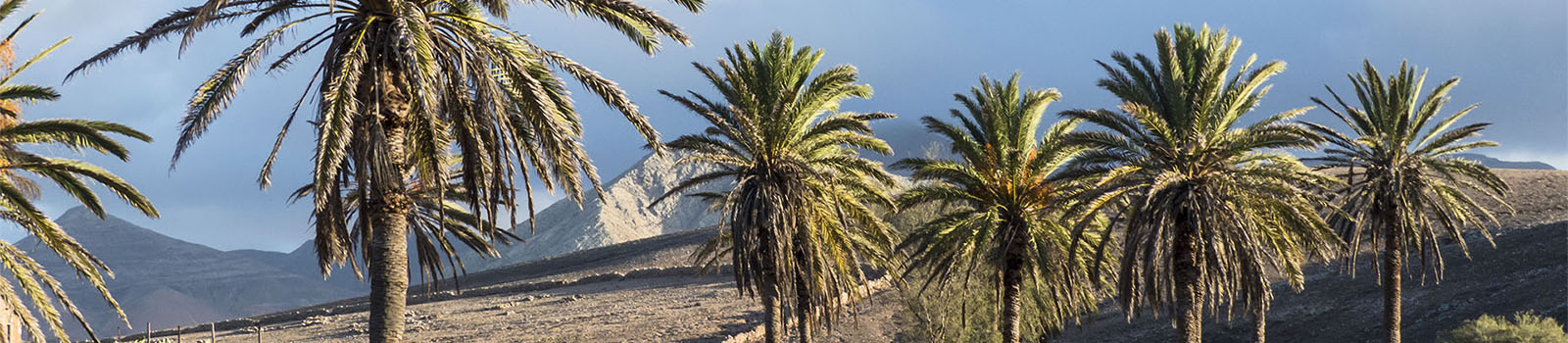Basale Zone – die kanarische Palme.