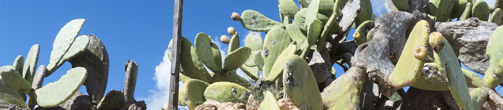 Karmin Gewinnung auf Fuerteventura – Farbstoff aus Cochenille Schildlaus der Opuntie.