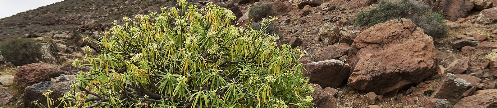 Wandern + Trekking auf Fuerteventura: Zu den Fuentes de El Chupadero.