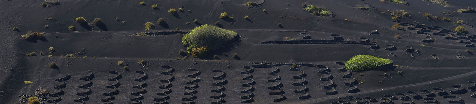 Fuerteventura Landwirtschaft – Weinwirtschaft auf der Sonneninsel.