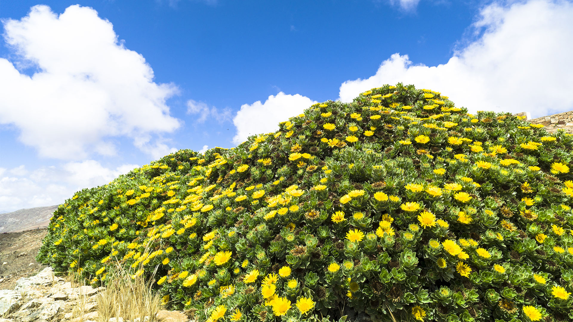 Morro Velosa – Magarita famara.