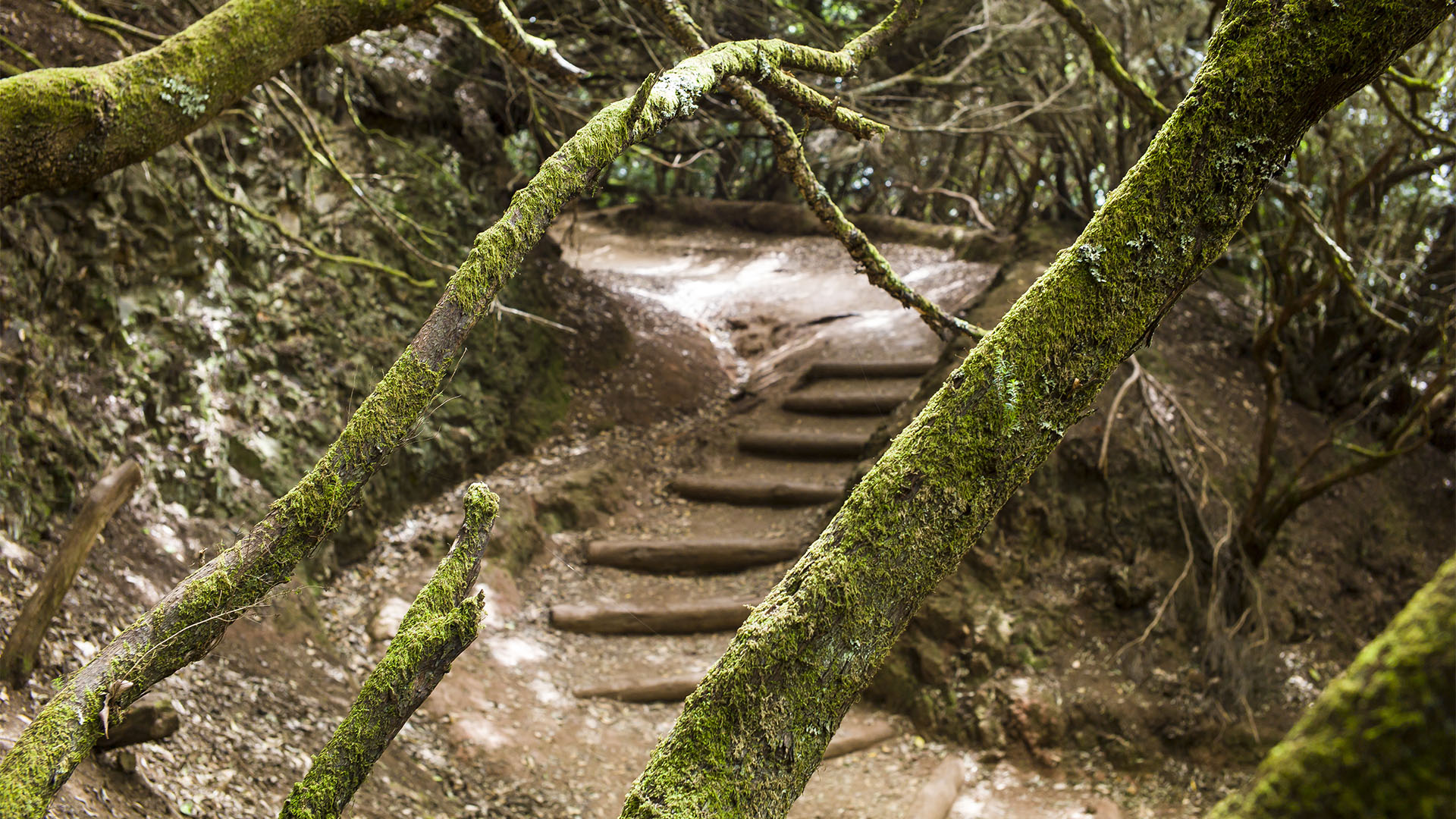 Teneriffa – der Mercedes Wald Bosque termófilo.