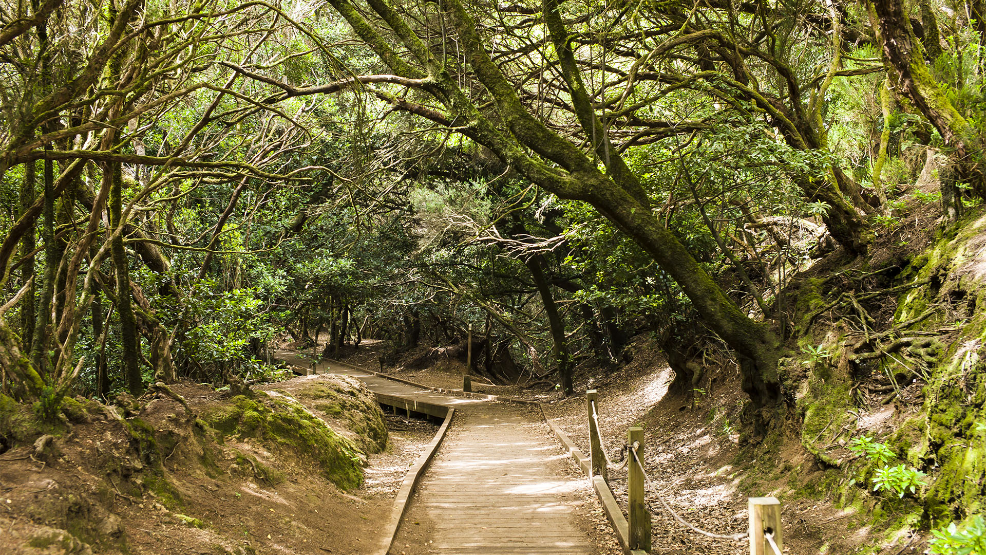 Teneriffa – der Mercedes Wald Bosque termófilo.