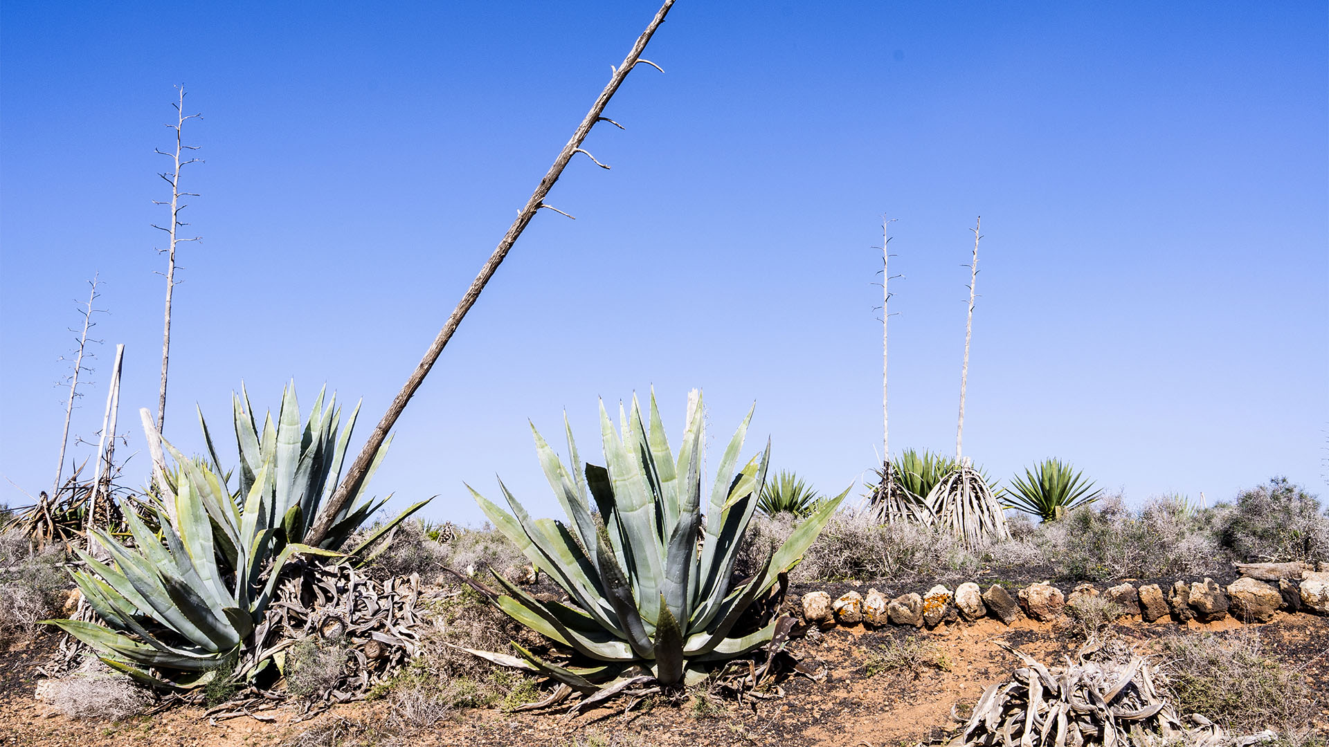 Basale Zone – Agave.