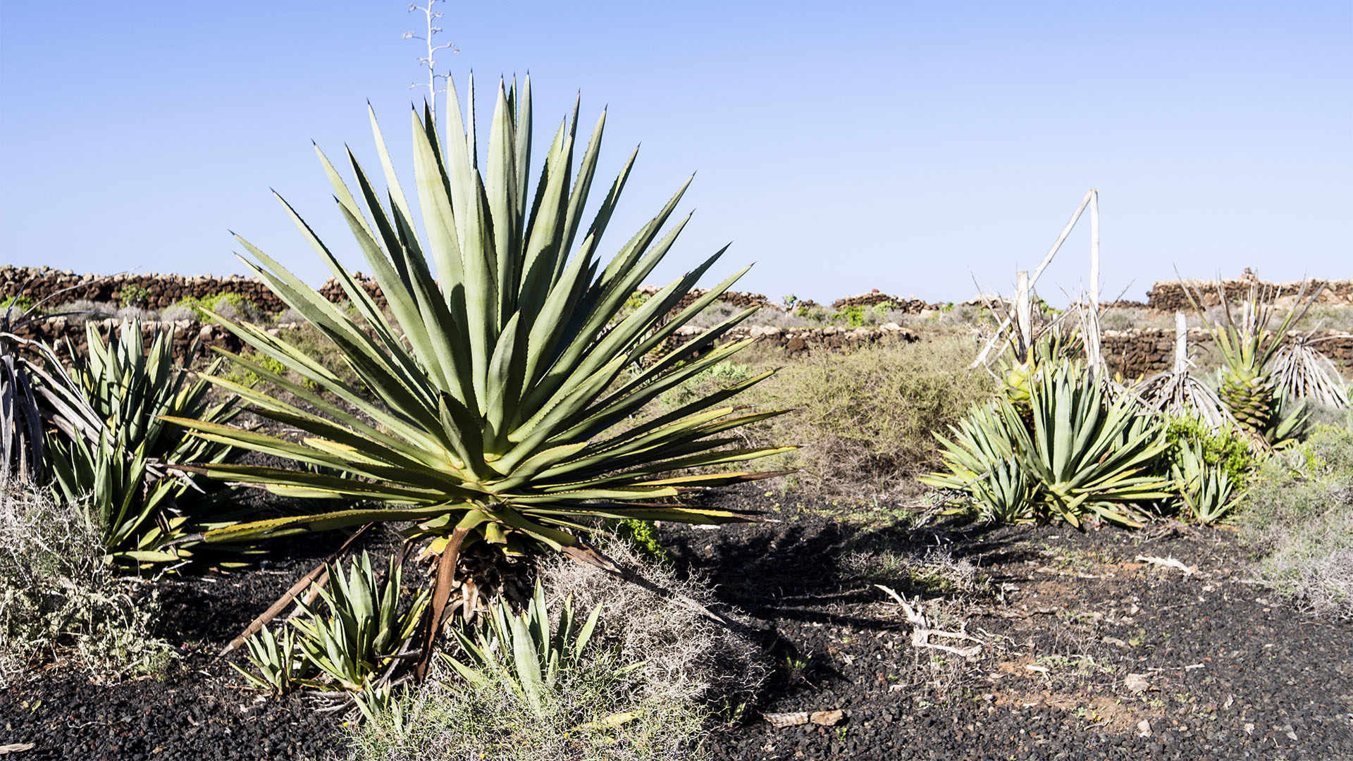 Basale Zone – Agave.