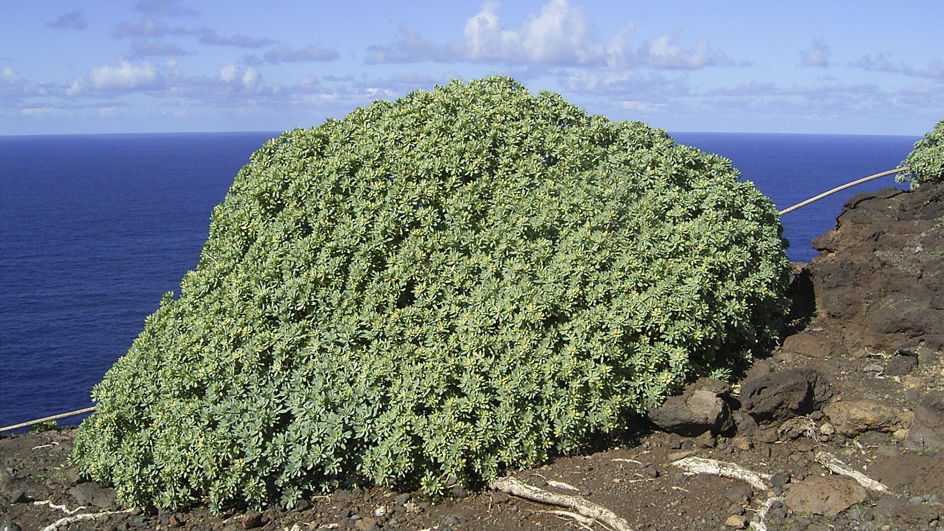 Basale Zone – Tabaiba dulce – Balsam Wolfsmilch – Euphorbia balsamifera.