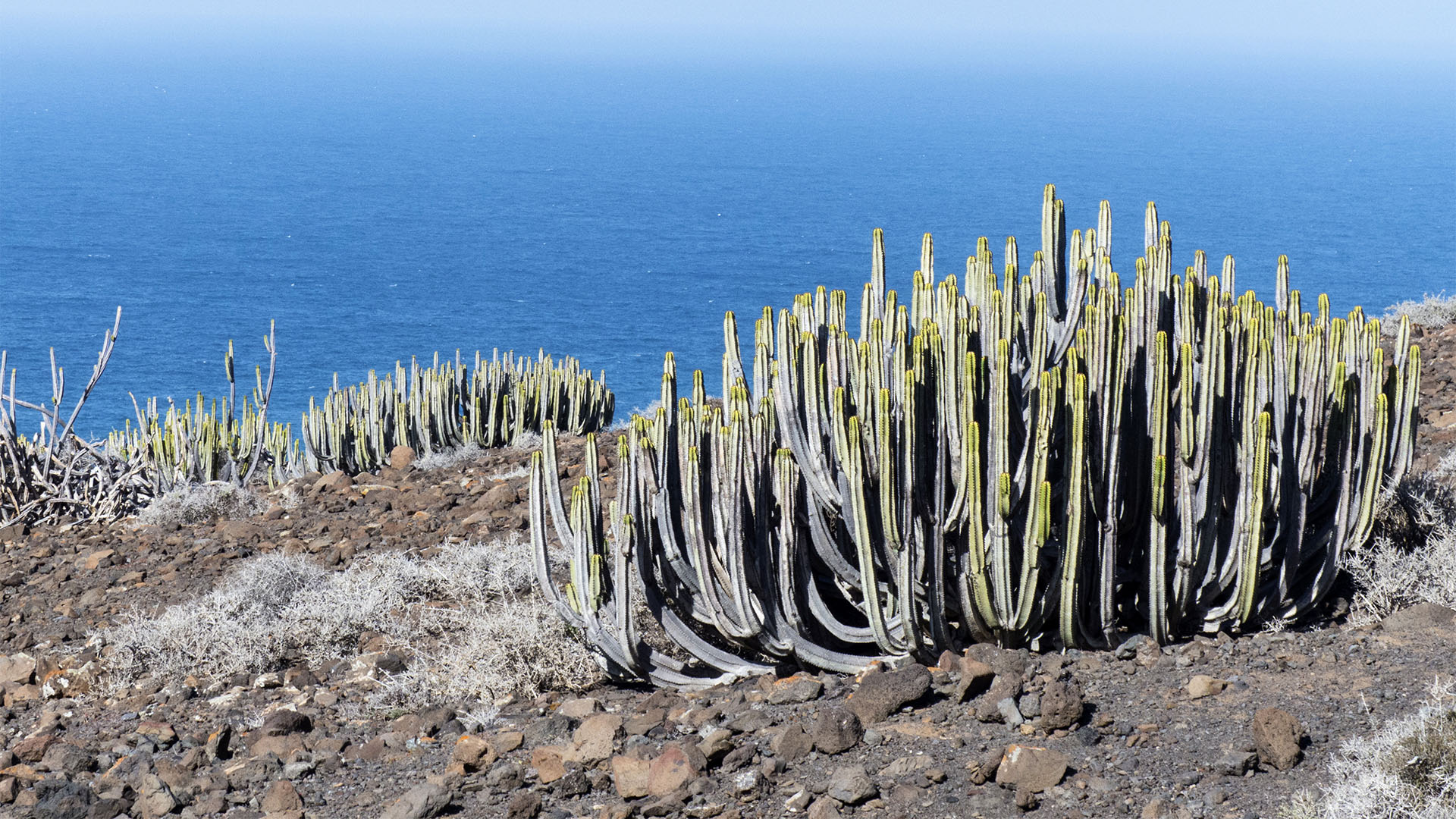 Basale Zone – Kanarischer Cardon oder Kandelaberwolfsmilch – Cardon – Euphorbia canariensis.