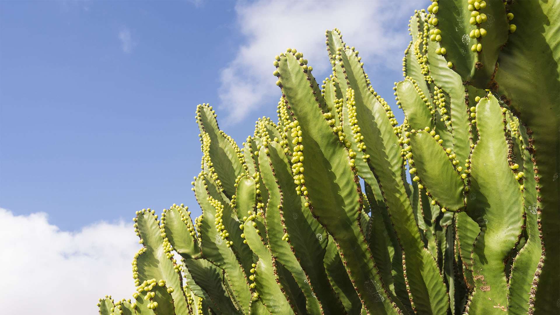 Basale Zone – Kanarischer Cardon oder Kandelaberwolfsmilch – Cardon – Euphorbia canariensis.