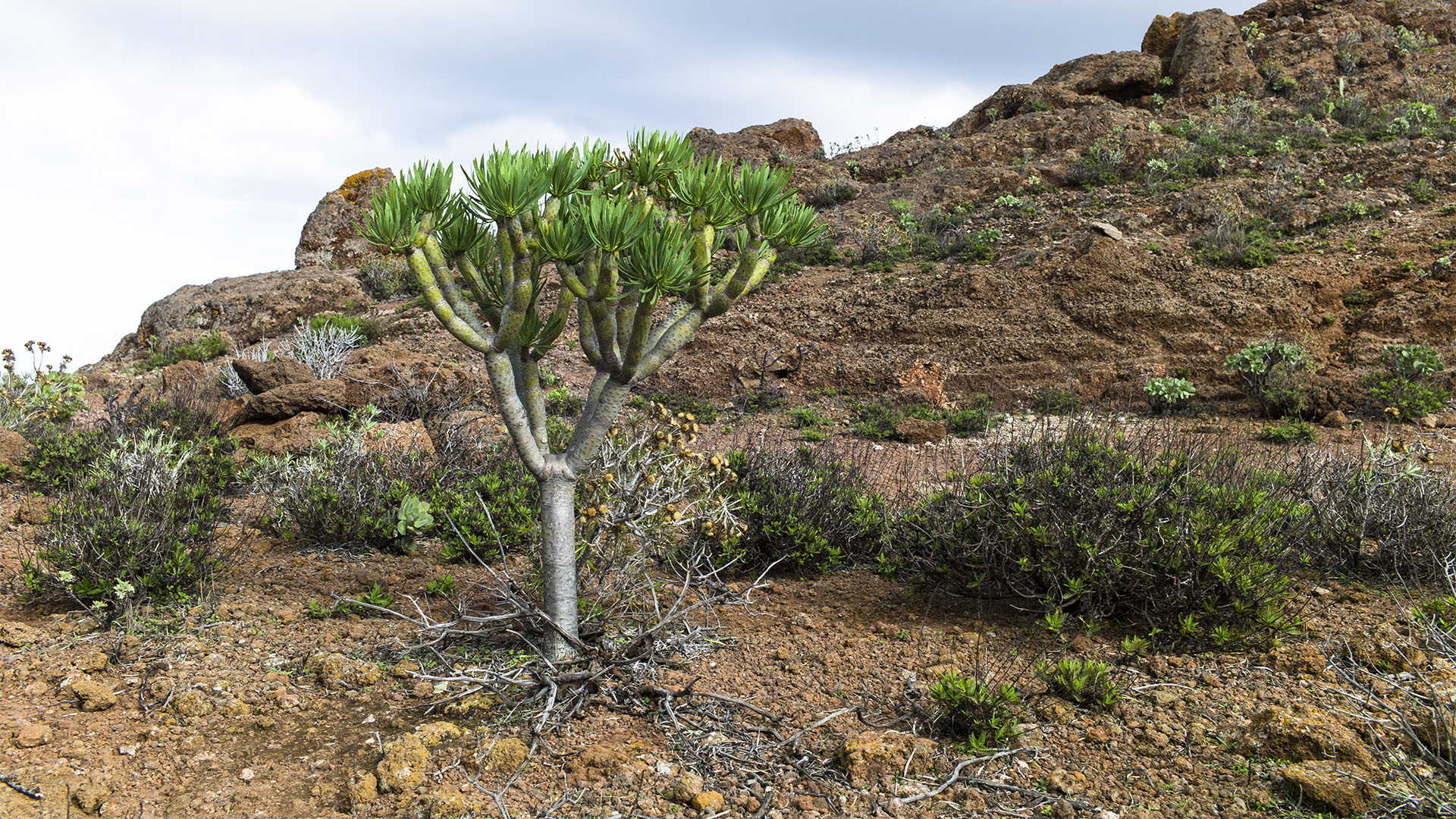 Die Flora von Fuerteventura – König Juba Wolfsmilch bzw. Euphorbia regis jubae.