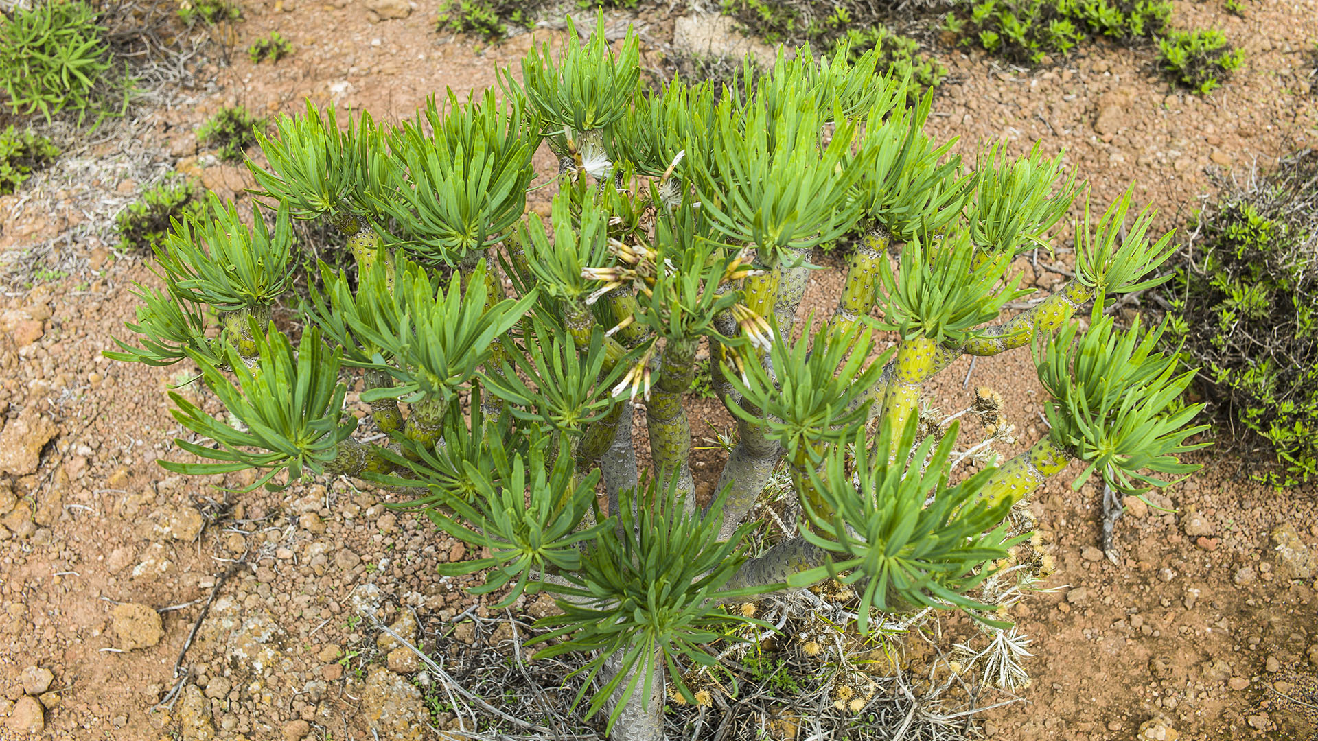 Die Flora von Fuerteventura – König Juba Wolfsmilch bzw. Euphorbia regis jubae.