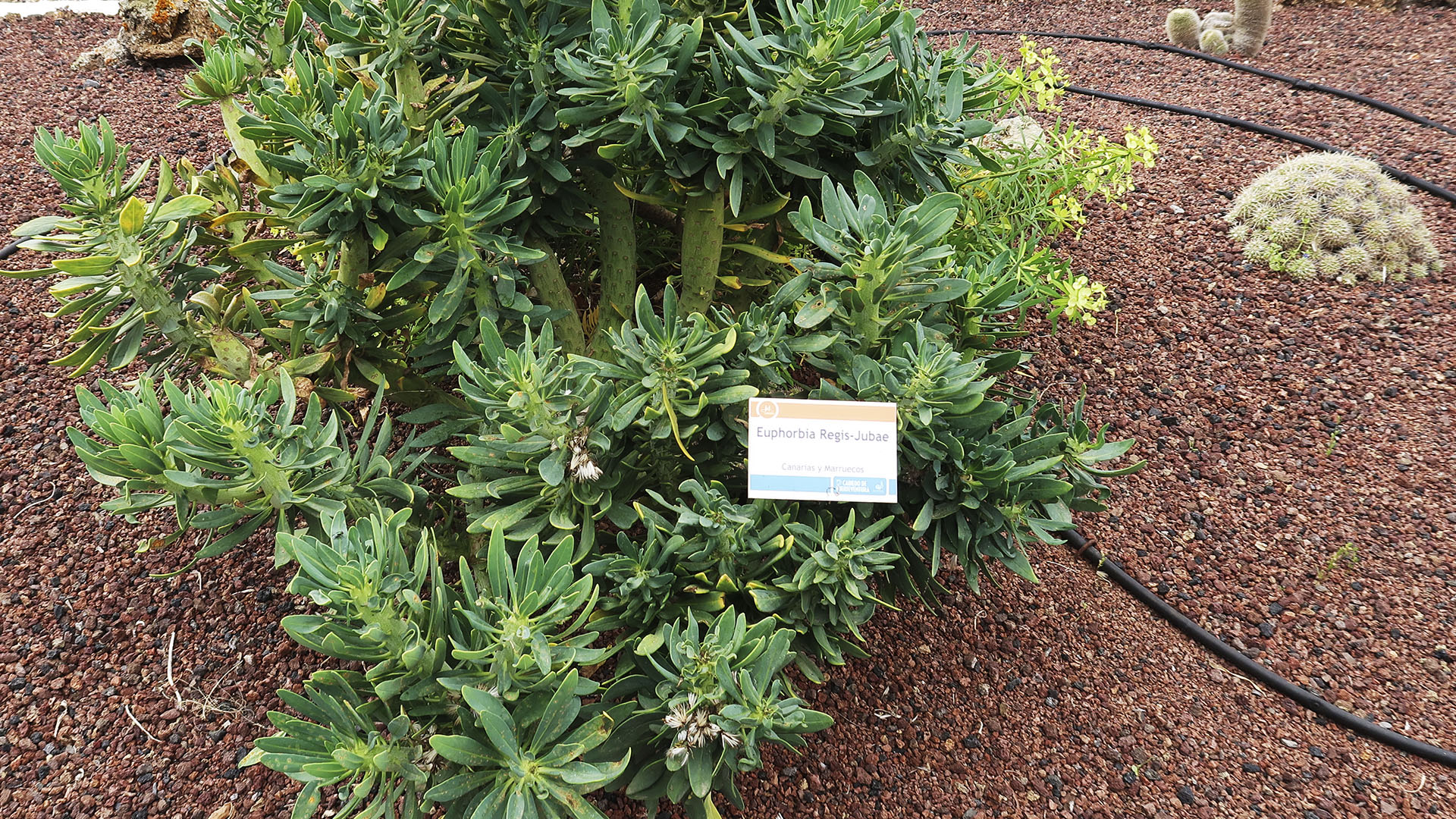 König Juba Wolfsmilch – Euphorbia regis jubae.