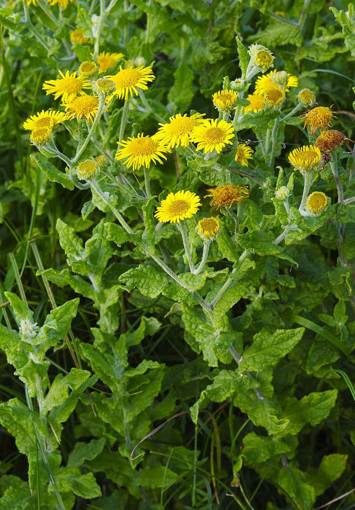 Basale Zone - Das Flohkraut – Pulicaria burchardii.