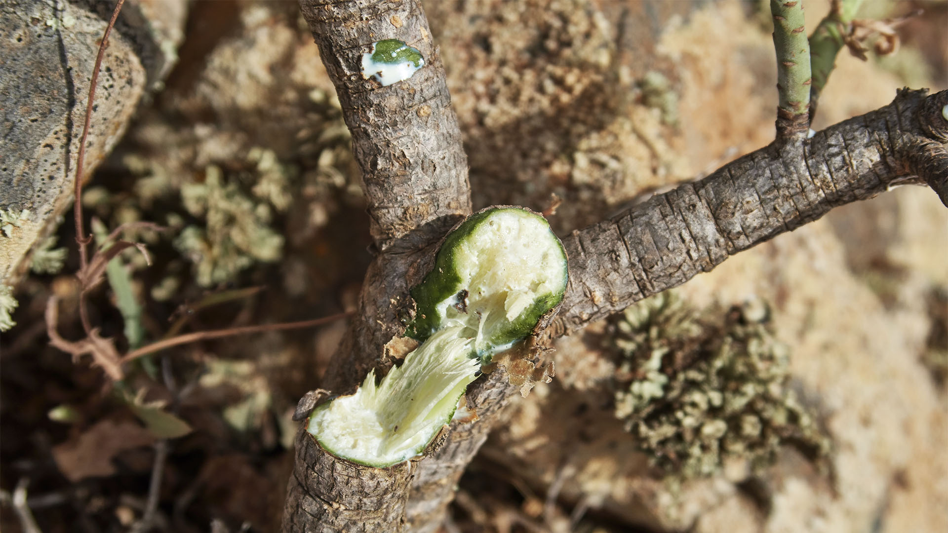 Das saftige innere im Stamm der Balsam Wolfsmilch Gewächse auf Fuerteventura.