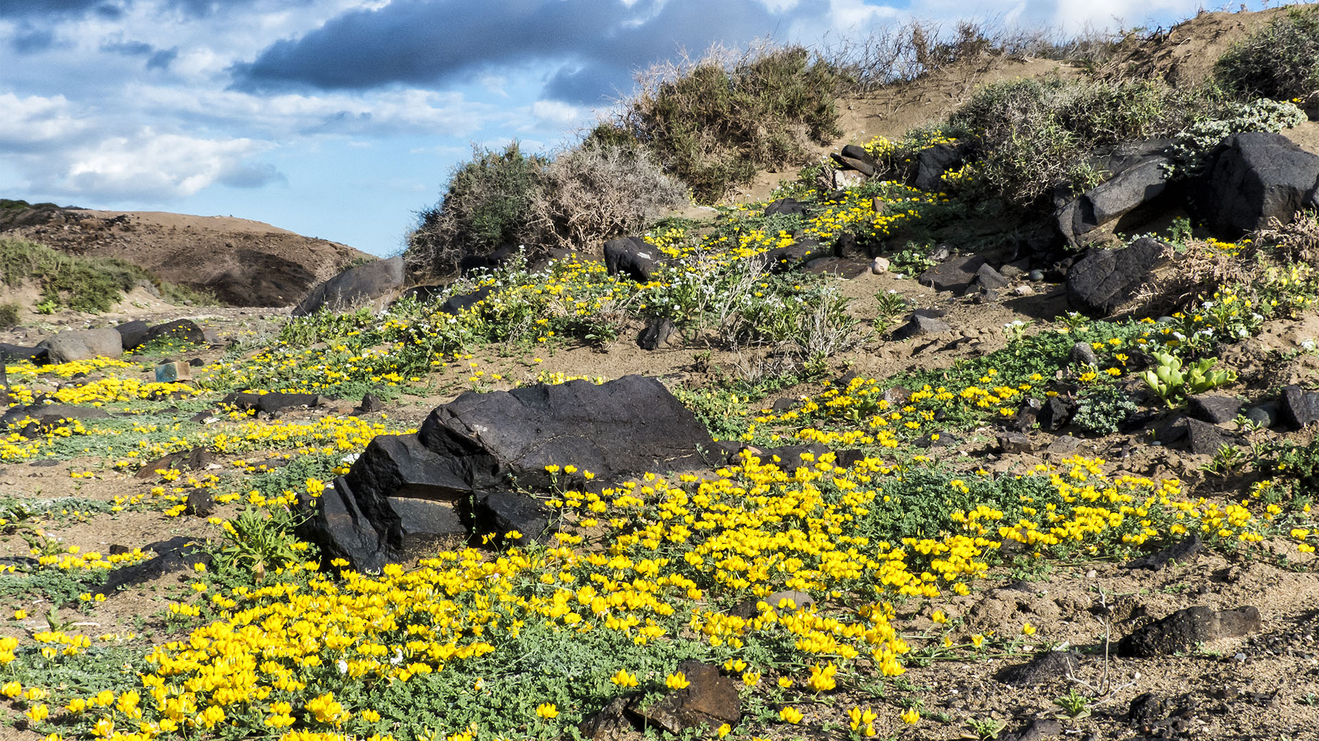 Basale Zone – Nymphendolde – Astydamia latifolia.