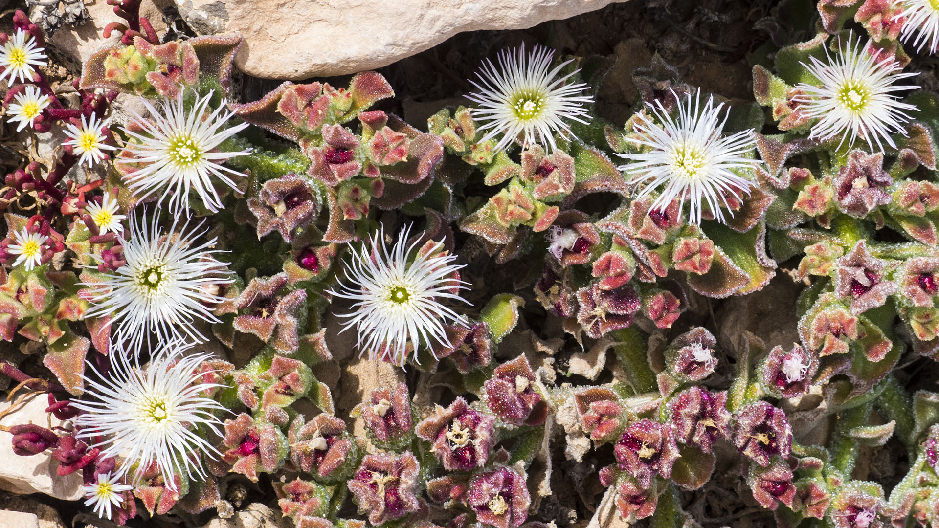 Basale Zone - Rotes Eiskraut – Mesembryanthemum crystallinum.