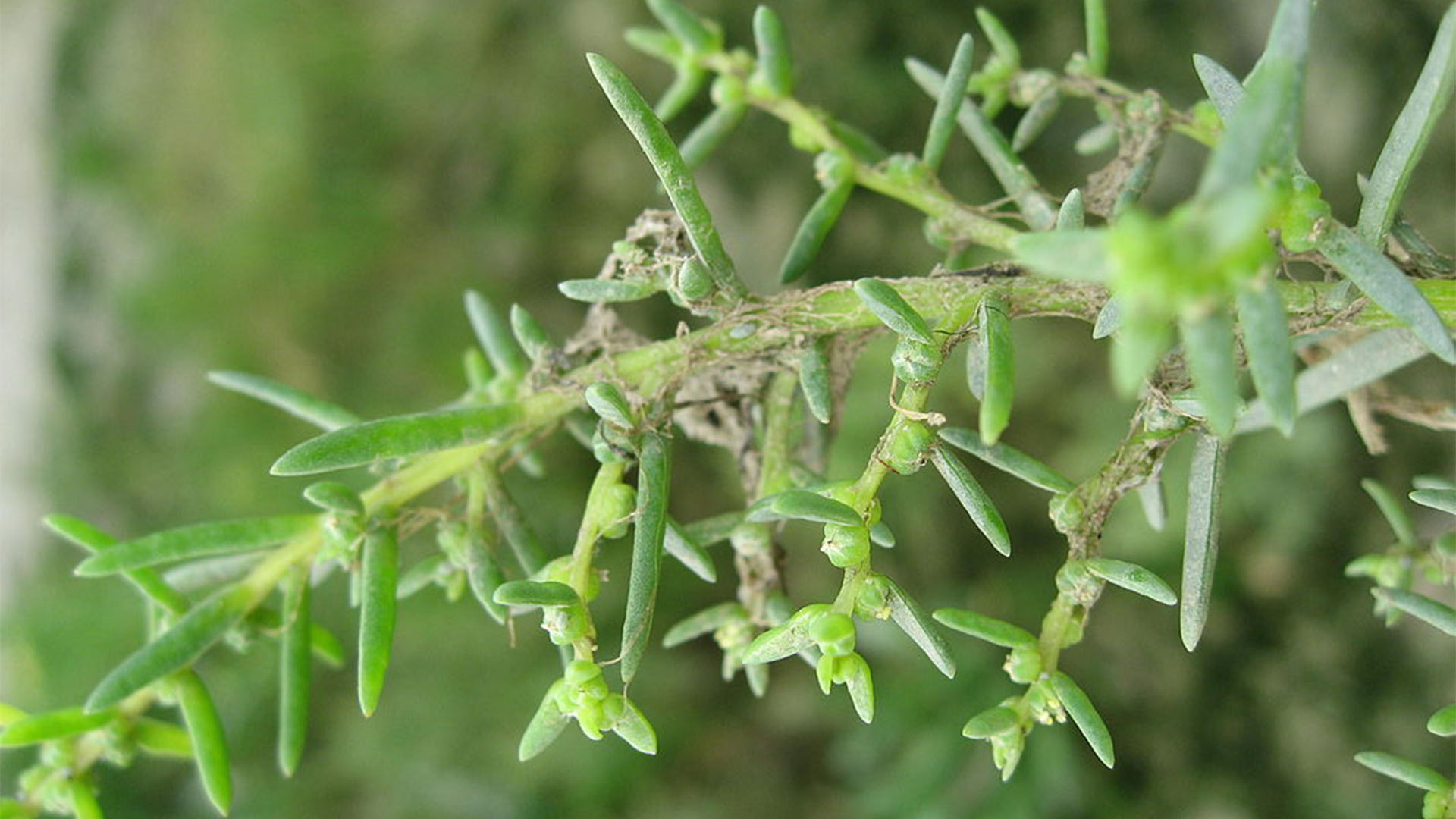 Basale Zone – Strand-Sode – Suaeda maritima.