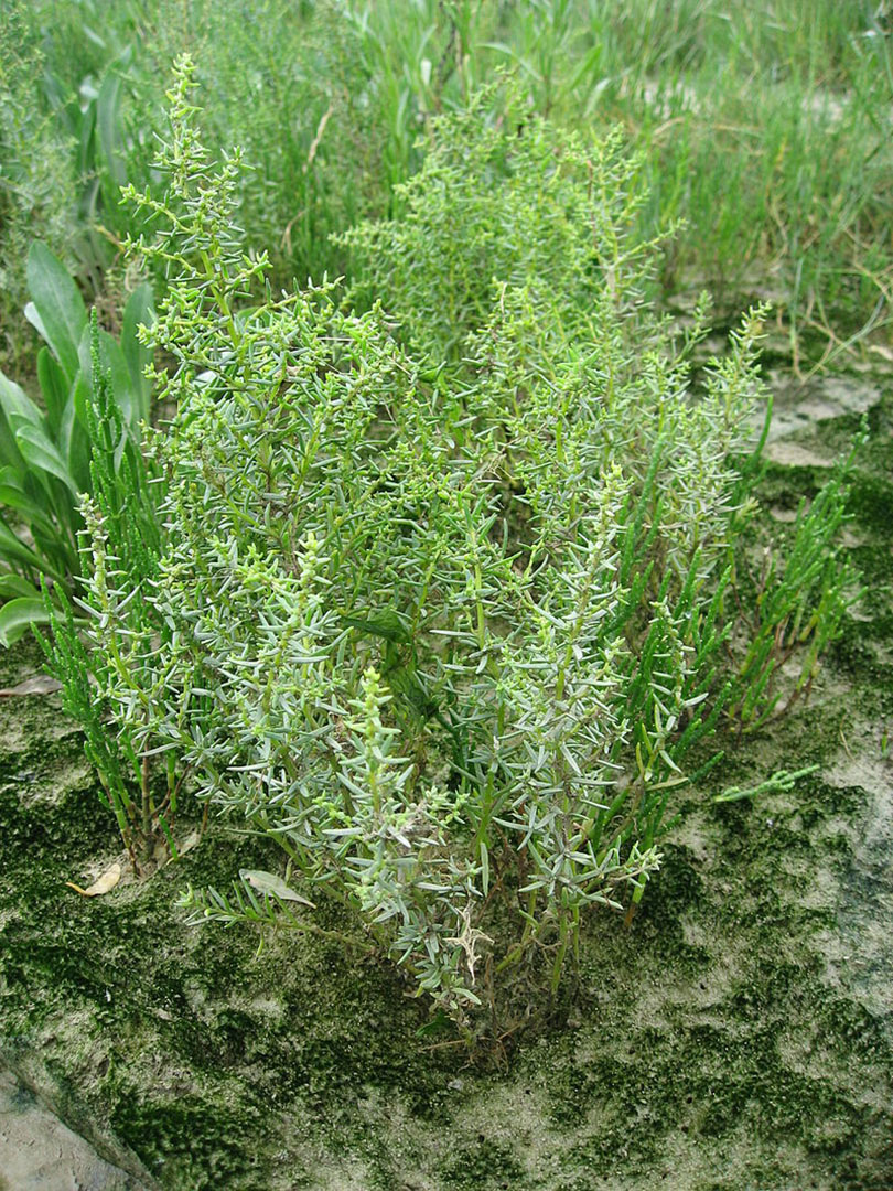 Basale Zone – Strand-Sode – Suaeda maritima.