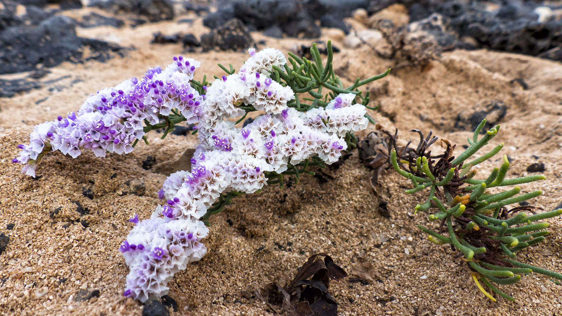 Basale Zone – Kammfoermiger Strandflieder – Limonium pectinatum.