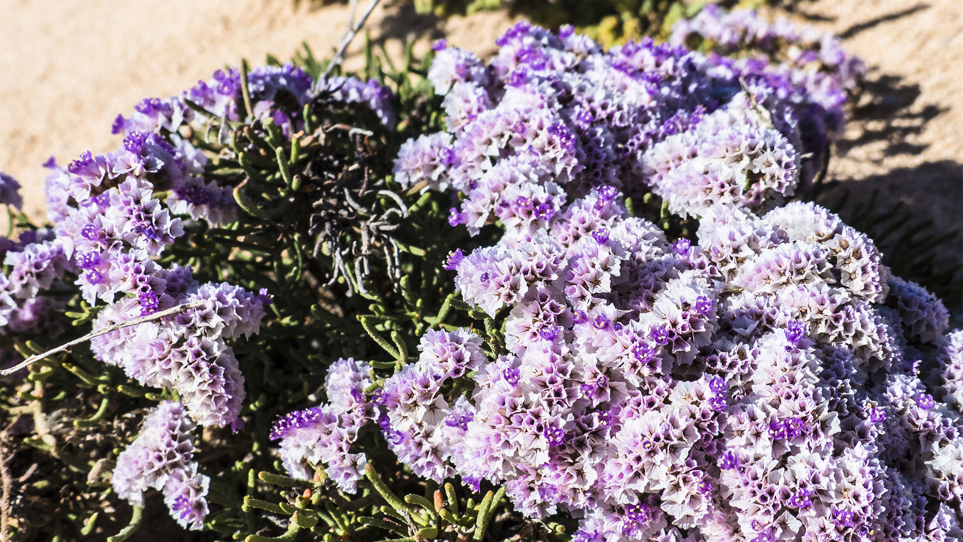 Basale Zone – Kammfoermiger Strandflieder – Limonium pectinatum.