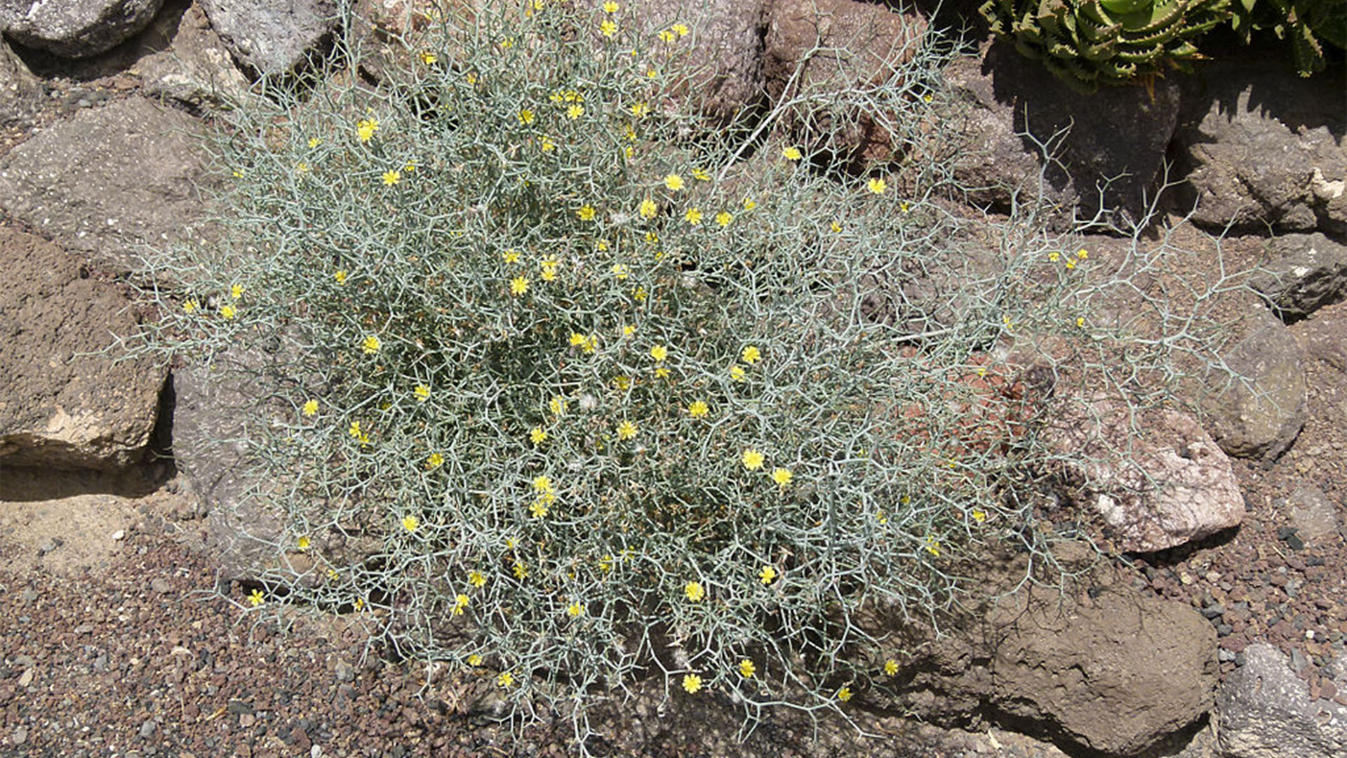 Basale Zone – Strauch-Dornlattich – Launaea arborescens.