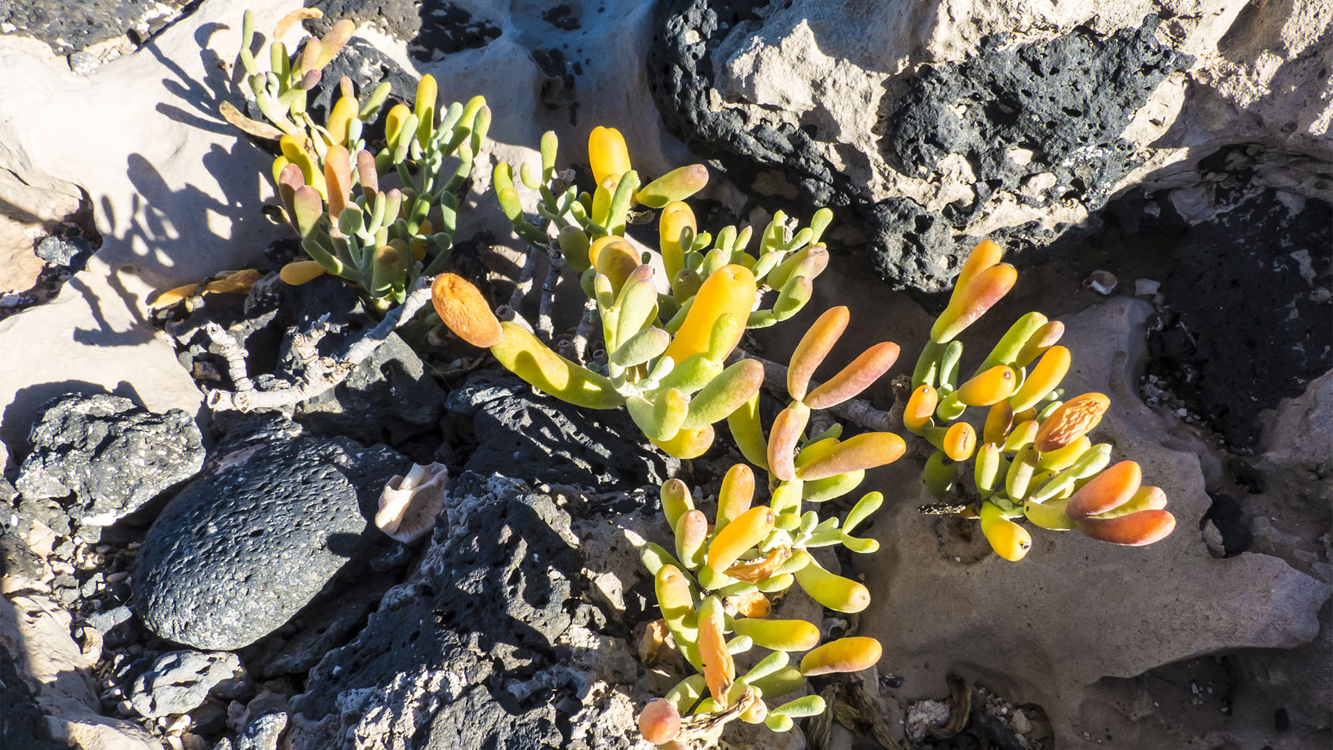 Basale Zone – Uva de mar oder Zygophyllum.